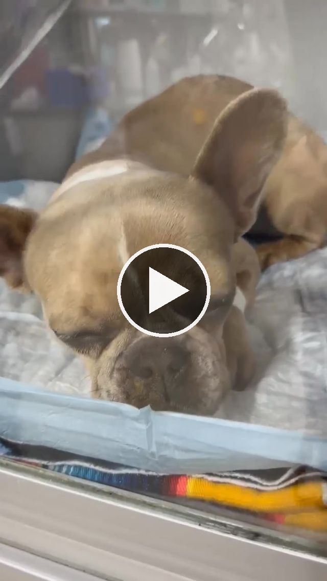 video — Dec 16 2024