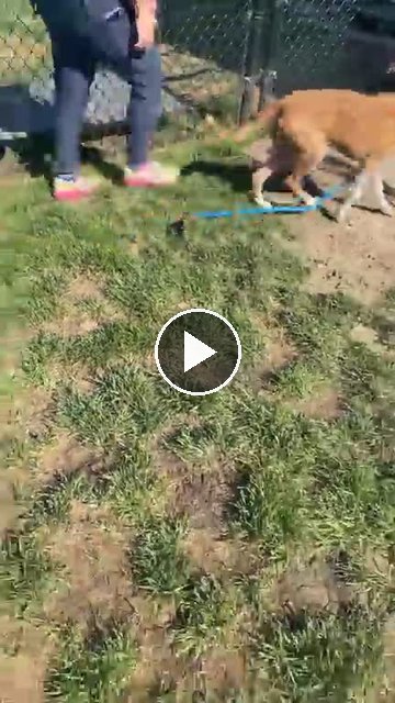 video — Aug 1 2026