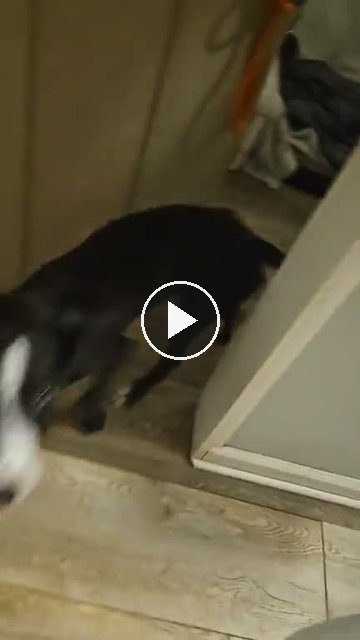 video — Aug 2 2026