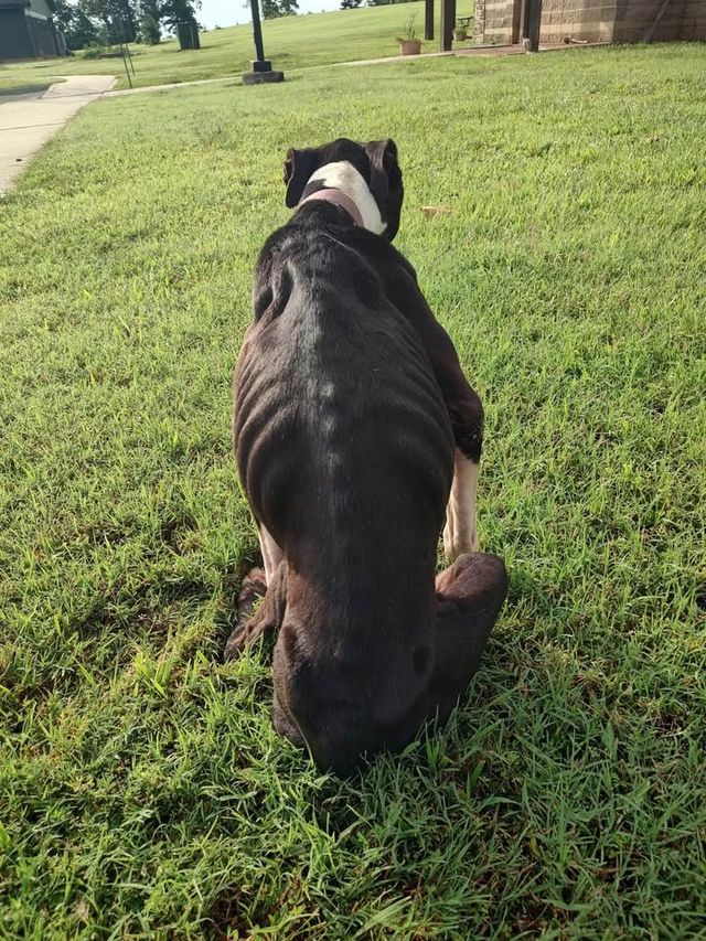 rescue plea — Jul 14–16 2026