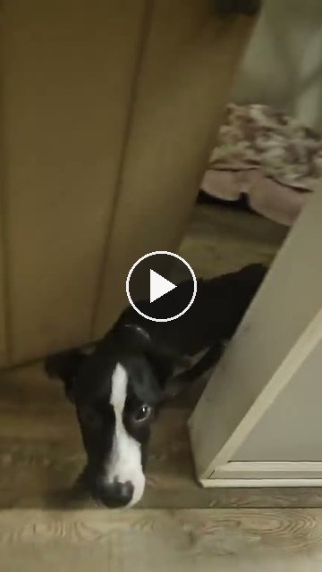 video — Jul 31 2026