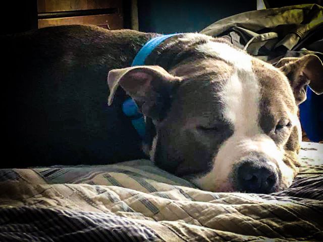 BSL repeal — May 31 2019