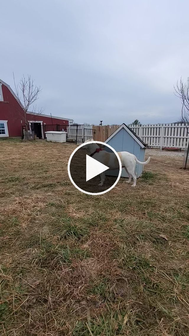 video — Dec 26 2021