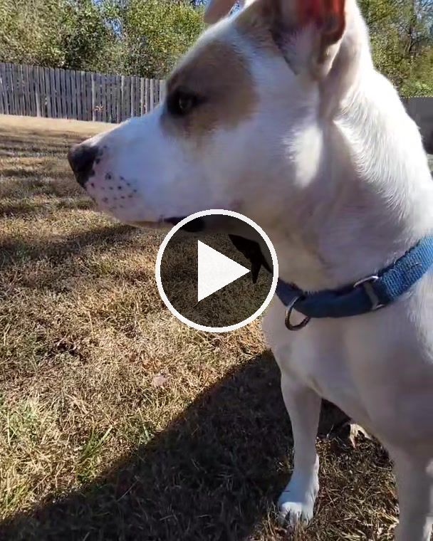 video — Oct 18–21 2022