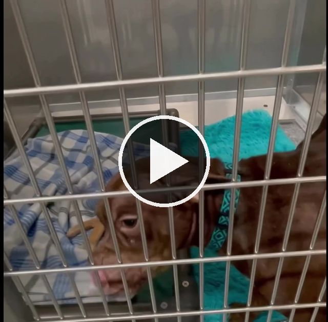 video — Jan 21 2024