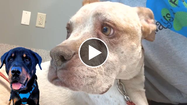 video — Oct 31 2024