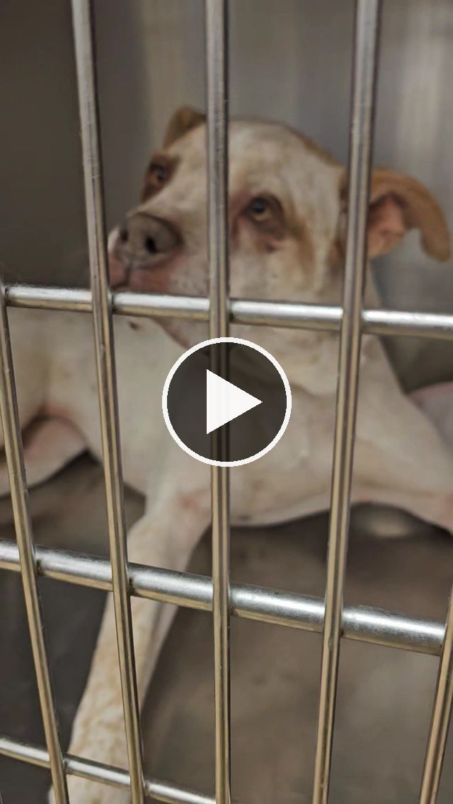 video — Nov 1–3 2024